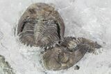 Two Greenops Trilobites - Hungry Hollow, Ontario #107546-5